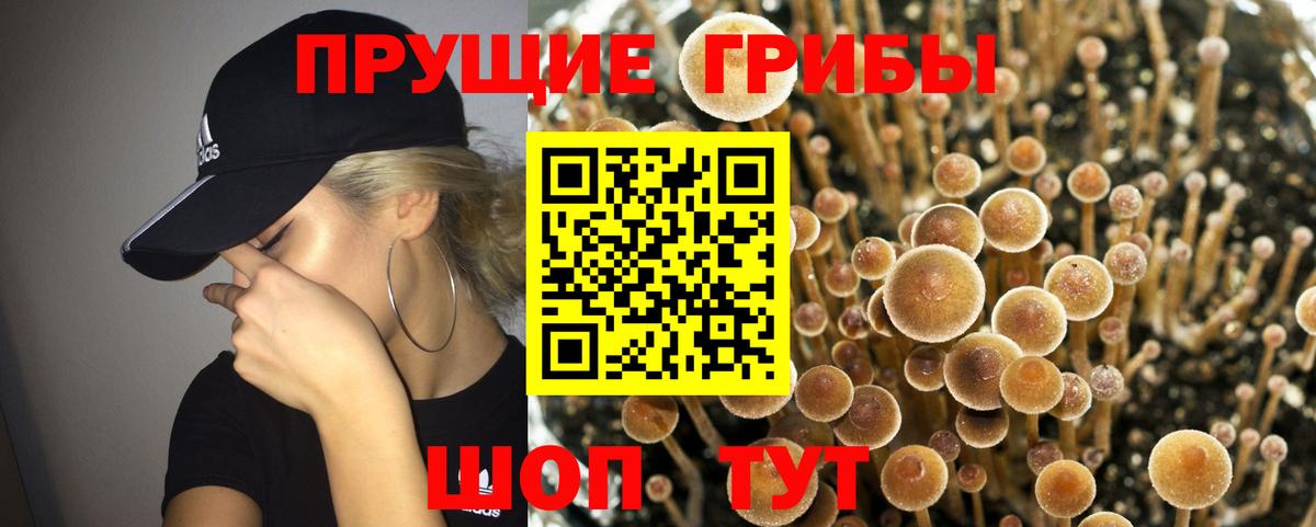 Саратов  Галлюциногенные грибы Psilocybe  Вход с VPN 